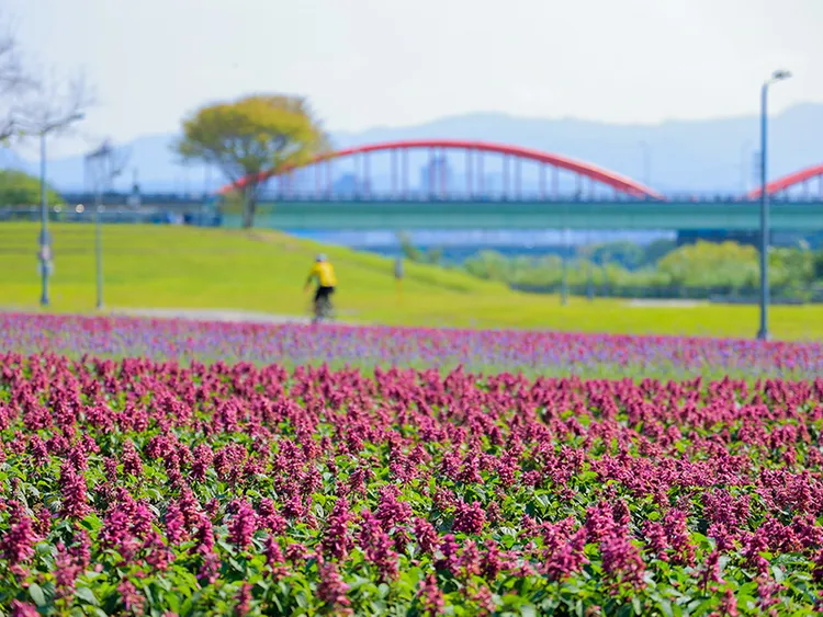 「台北河濱花海」則是一年4季皆有花賞。北市工務局提供