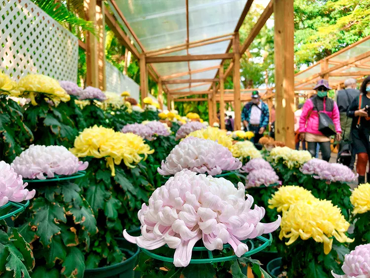 台北秋季最大的菊花展覽「士林官邸菊展」將於11/24至12/10登場。北市工務局提供