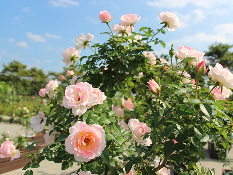 北台灣最大「玫瑰花展」3月登場。北市工務局提供