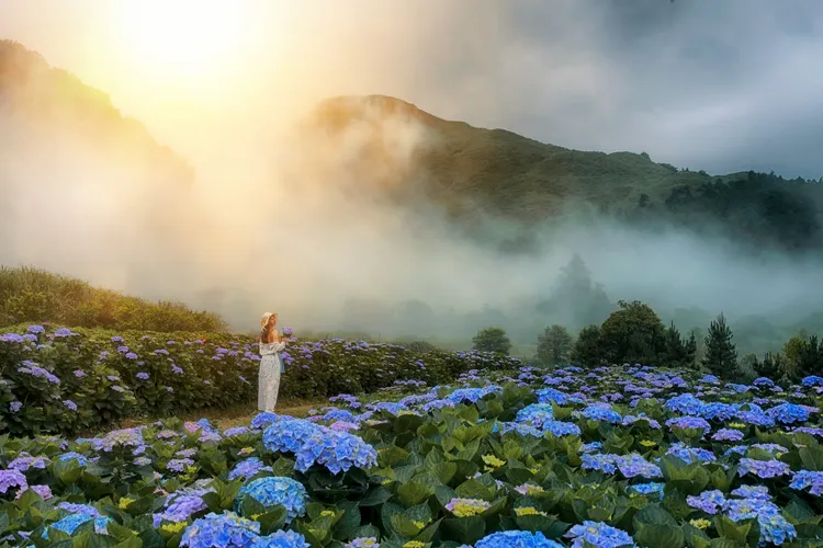 繡球花季5/19至6/18登場。北市工務局提供