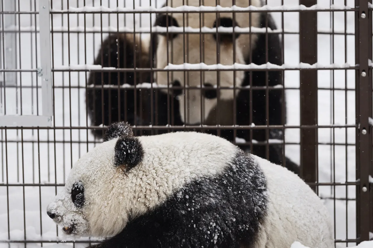 芬蘭動物園表示財力困難,考慮退養中國貓熊。路透社