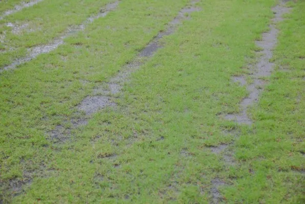 部分區域草皮生長狀況非常差，需經長時間養護，並補撒草種與施肥，進行針對性補強。新竹市政府提供