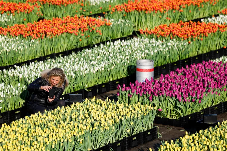 鬱金香花海由20萬朵鮮花組成。路透社