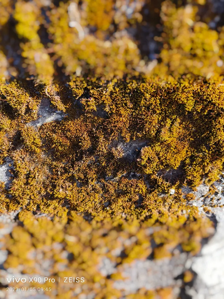 蔡司微縮虛化模式實拍圖。王雪玲攝