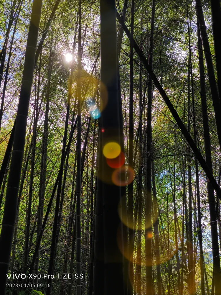 耀斑人像模式實拍圖。王雪玲攝