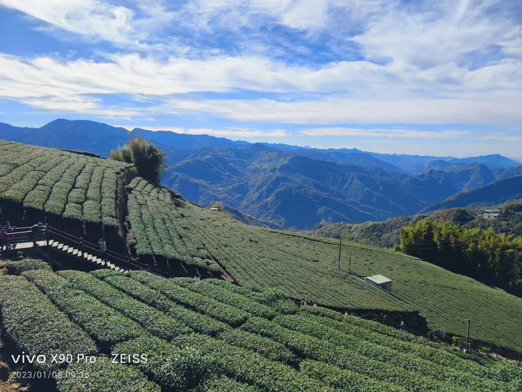 阿里山霞之道美景實拍圖。王雪玲攝