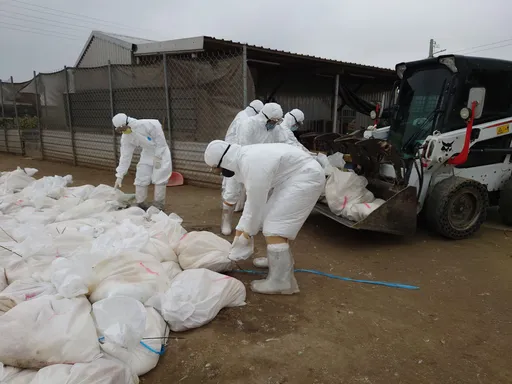 台南佳里鵝場爆禽流感 上千隻肉鵝遭撲殺銷毀