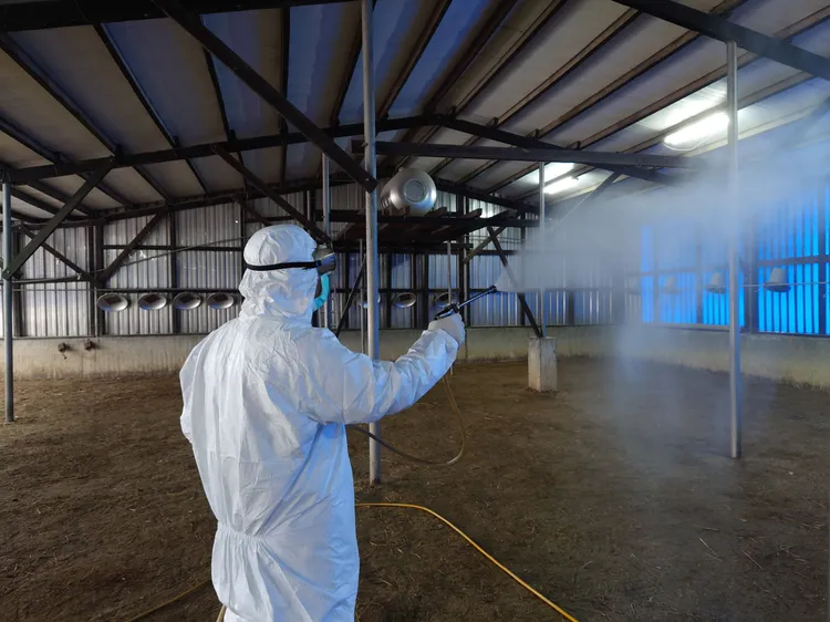 撲殺後進行鵝舍消毒。動保處提供