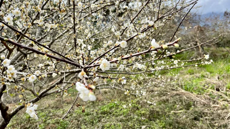 春節期間，預計鸞山山區路邊就可遇見盛開梅花。古和純攝