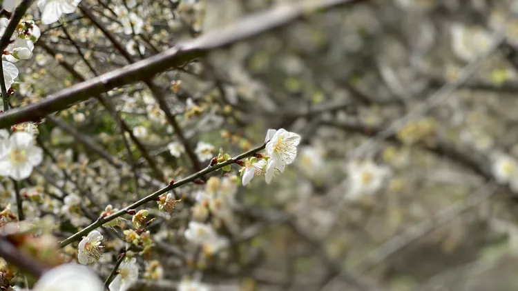 梅花。古和純攝