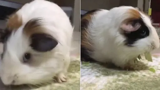 天竺鼠「歐熊」吃青菜好可愛 意猶未盡「再要一盤」萌翻啦