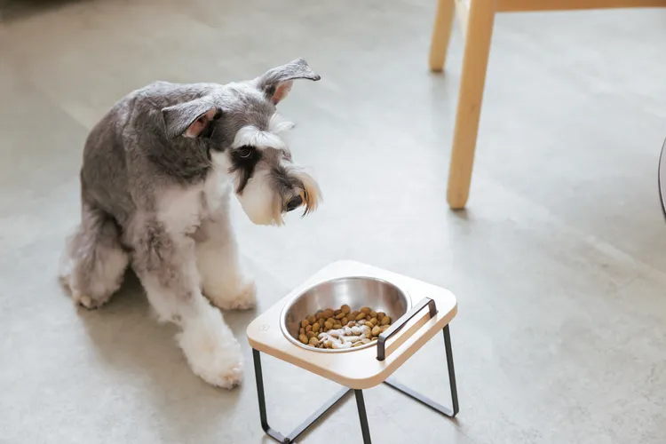 雪寶是最乖代言狗。球狀星團娛樂公司提供