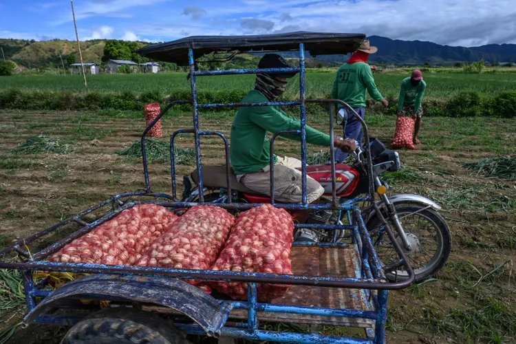 菲律賓農人搶收洋蔥。法新社