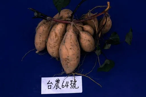 「超級食物」地瓜營養又美味 長黑斑照吃?「這器官」可能壞掉