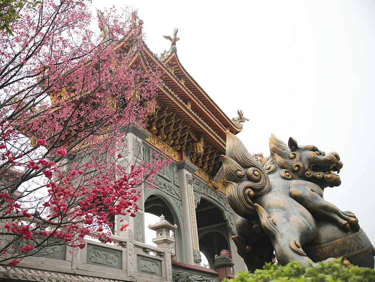 林口區竹林寺每年春季櫻花盛開時總是吸引大批民眾前來拍照。景觀處提供