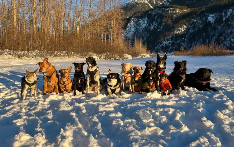 湯森夫婦馴狗有方。翻攝momountainmutts網站