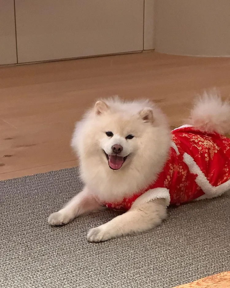 可愛的蕭邦也穿紅衣。翻攝周興哲IG