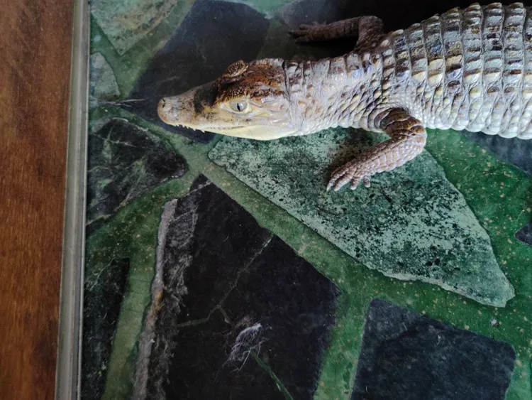 鱷魚初步鑑定是眼鏡鱷。 農業局提供