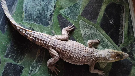 高雄餐廳吃到一半 水溝突竄出1隻鱷魚嚇傻民眾