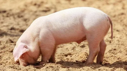 離奇意外！待宰豬隻踢倒人　屠宰員殺豬不成反喪命