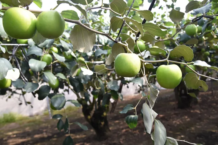 高雄蜜棗成功打進韓國市場，昨空運出貨600公斤。高市府提供