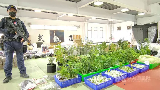 窗戶全用黑紙貼住不透光 就是幹壞事!花蓮警查獲305株大麻