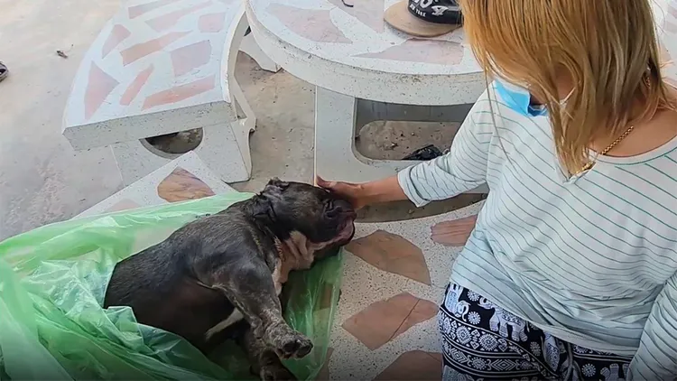 民眾飼養的美國惡霸犬，被油輪爆炸巨響嚇死。翻攝自《泰國頭條新聞》