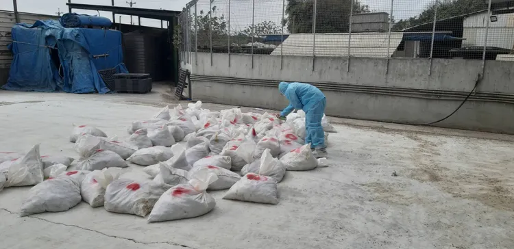 防疫人員總計撲殺場內10萬多隻鵪鶉。彰化縣府提供