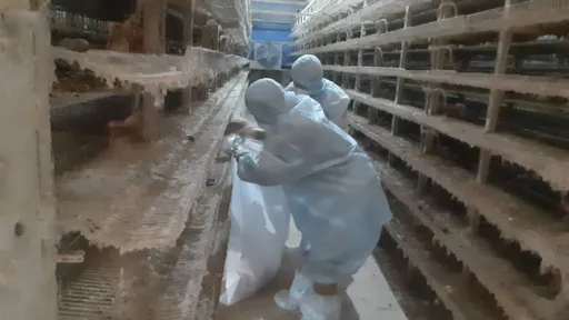 彰化飼養場爆H5N1禽流感 緊急撲殺10萬多隻鵪鶉