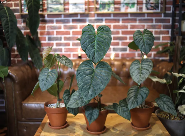 威嚴蔓綠絨。陳明中攝