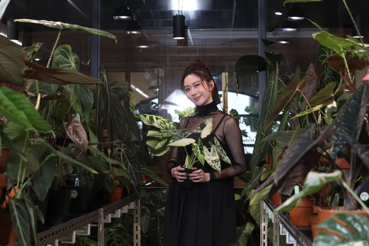 進入溫室的張景嵐開心抱著白斑龜背芋。陳明中攝