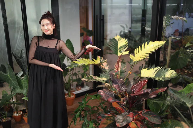 張景嵐身邊這盆抵得上房子首付。陳明中攝