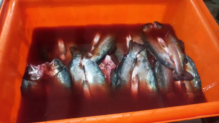 淹入配料放入冰庫冷藏靜至三天入味。李陳信得攝