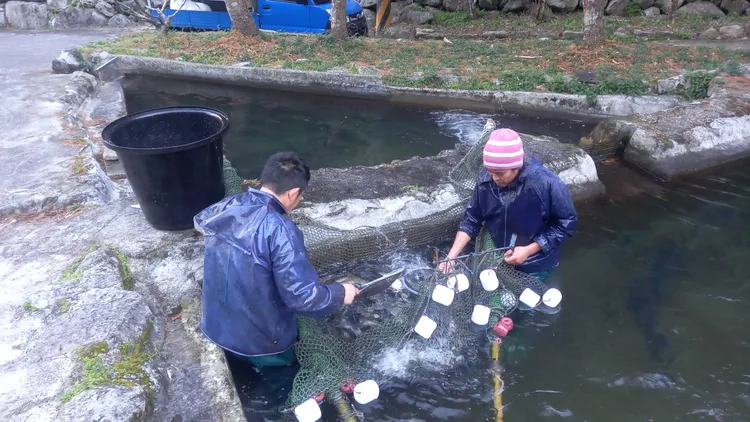 下水圍網捉魚。李陳信得攝