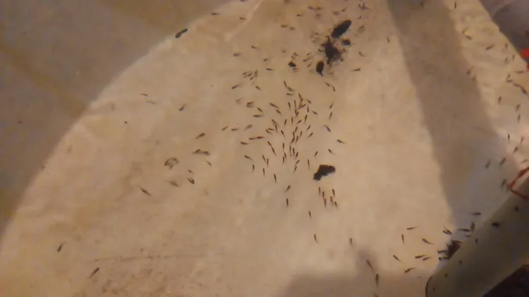 虹鱒都是自己從魚卵開始孵化飼養。李陳信得攝