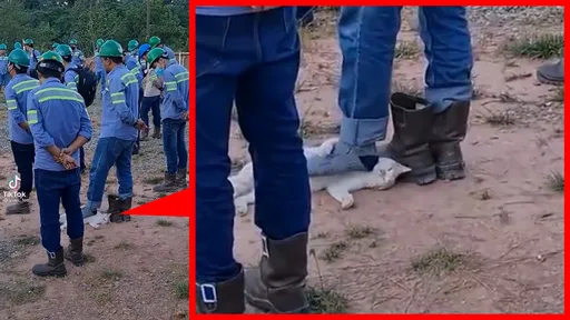 上工集結「他卻偷偷伸腳擼貓」 影片瘋傳樂歪500萬網友