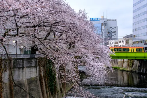 日本櫻花開花日預測出爐 東京3/22、大阪3/28