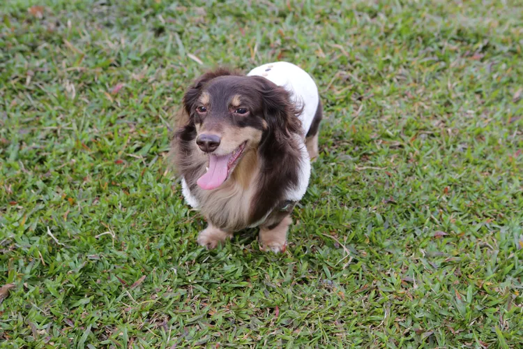 愛犬moca是她婚姻的大功臣。朱世閎攝