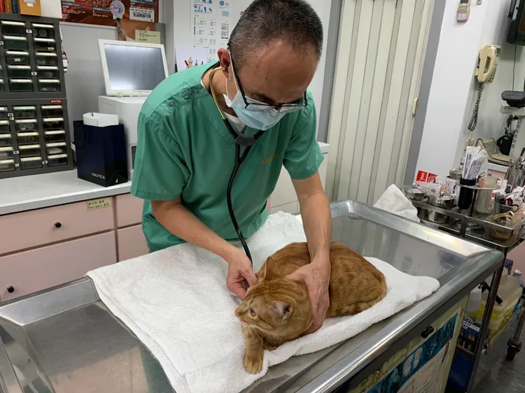 台中市動保處提醒，帶毛小孩就醫要注意是否合法的獸醫院及獸醫師。台中市政府提供