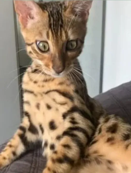 小貓最後得以回到主人身邊。翻攝《都會報》