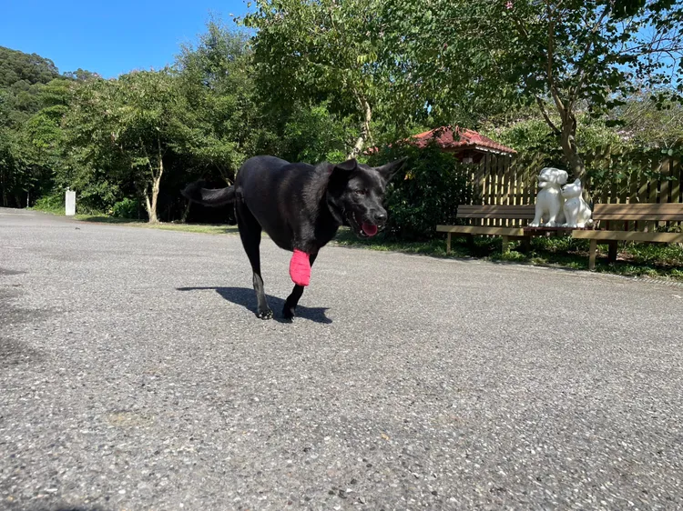 「黑妹」2隻腳仍行動自如，奔跑速度也絲毫不遜色於正常狗狗。新北市府提供