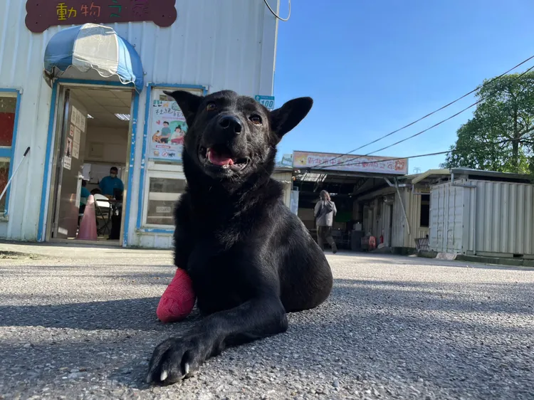 「黑妹」只剩2隻腳，但牠年輕活潑好動個性非常溫馴親人。新北市府提供