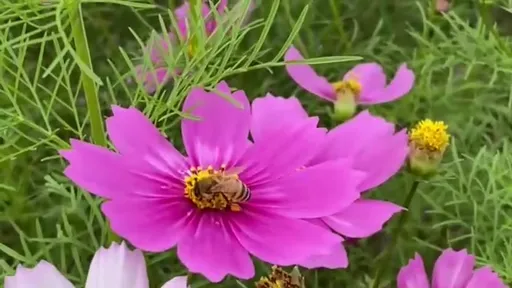 一張圖掌握8大花海秘境　春遊彰化每張照美翻了