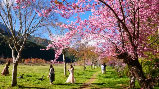 每天限定6千人!武陵農場櫻花季2/7浪漫登場 首推線上購票「快速通關」