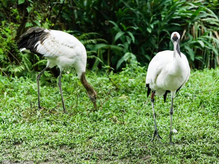 哩鶴(左)出生將近6個月，體型、羽色已與成鳥差不多。動物園提供