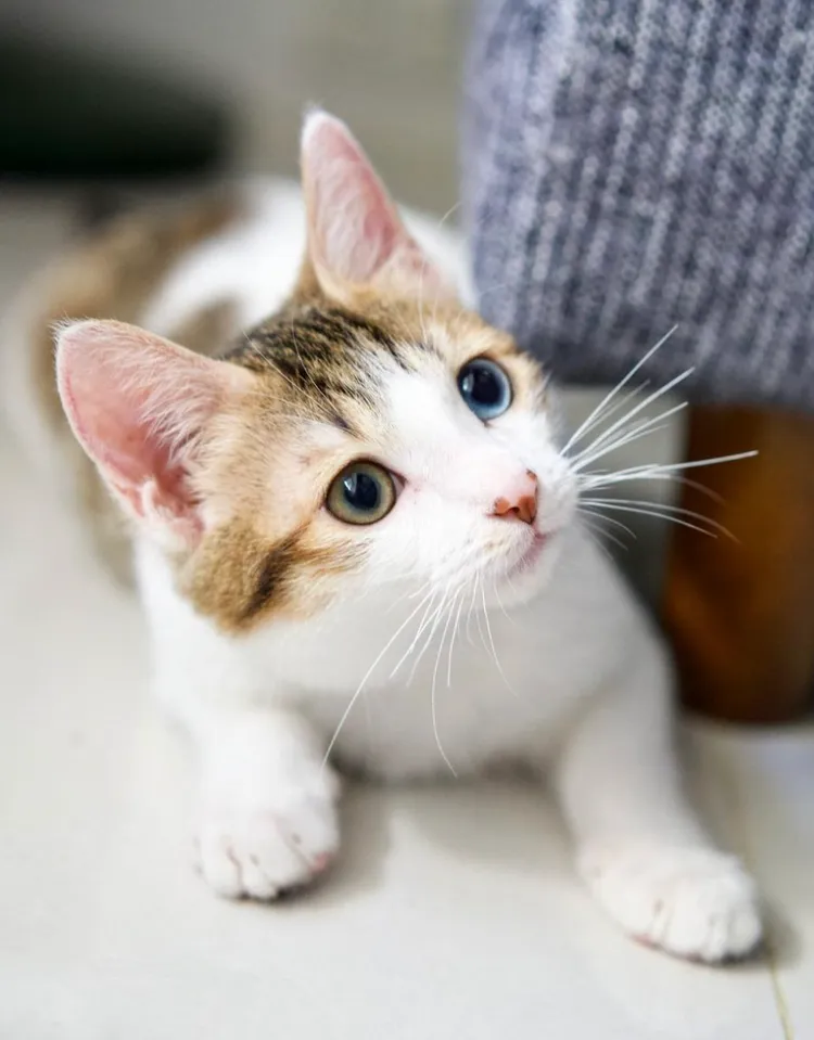 温貞菱新養小貓「蒲公英」。翻攝温貞菱IG