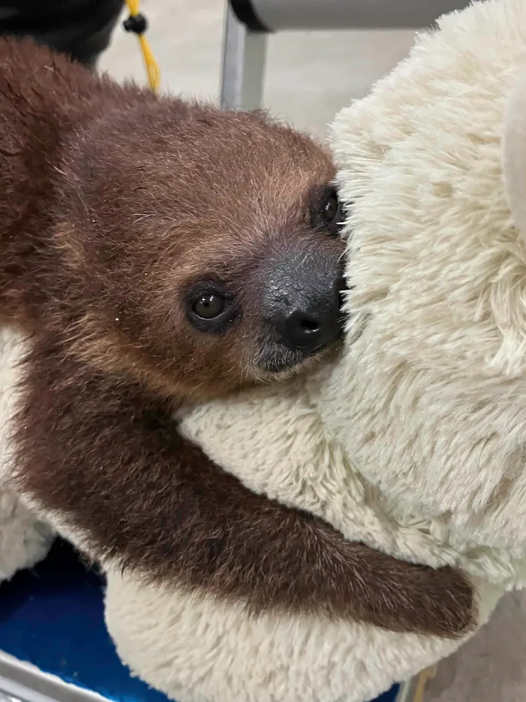 二趾樹獺的前肢為2個彎曲的勾爪。動物園提供