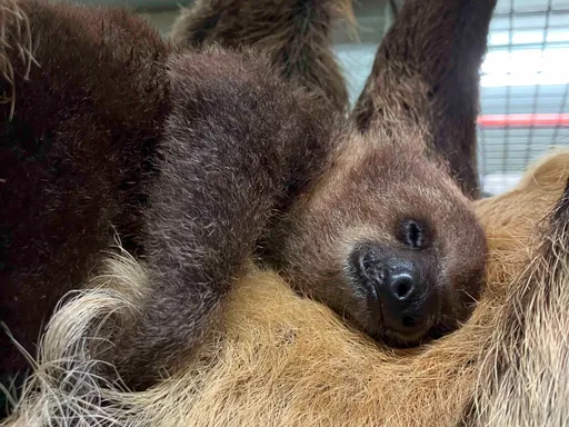 初三+寒流94要睡到飽! 動物園這隻萌獸睡飽慵懶來拜年