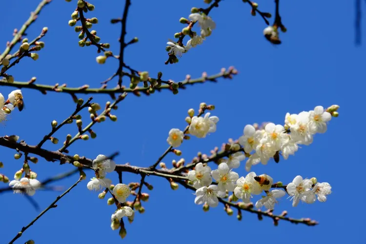 角板山梅花綻放。桃園市府提供