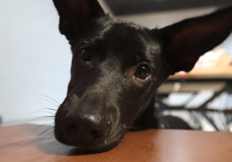 Amo相當討喜可愛。陳明中攝